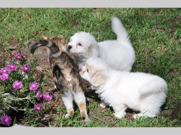 čivava i koton de tulear štenci besplatni mali oglasi