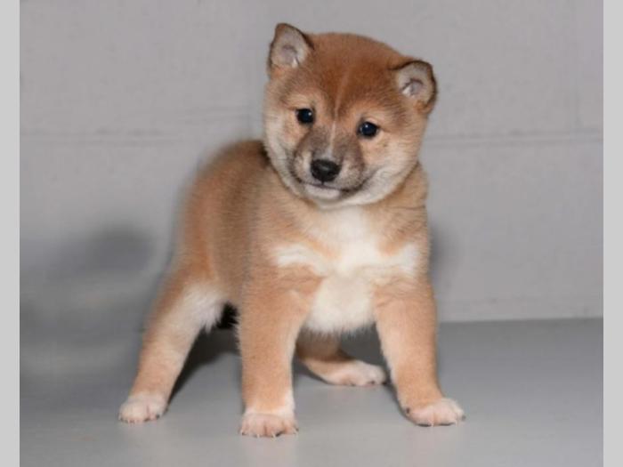 akita inu i šiba inu štenci besplatni mali oglasi