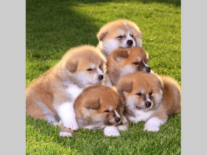 akita inu i šiba inu štenci besplatni mali oglasi