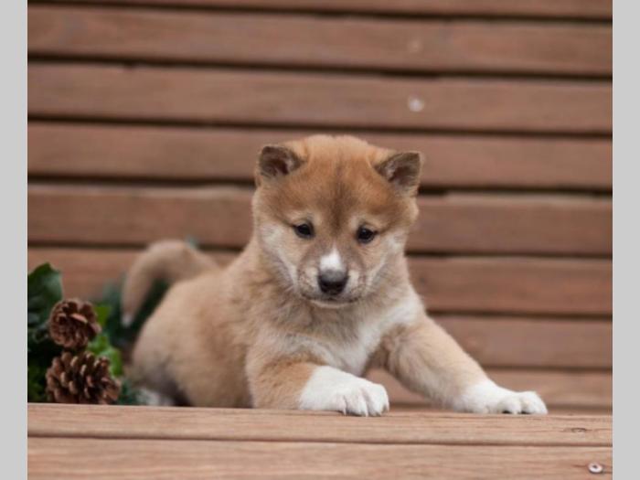 akita inu i šiba inu štenci besplatni mali oglasi