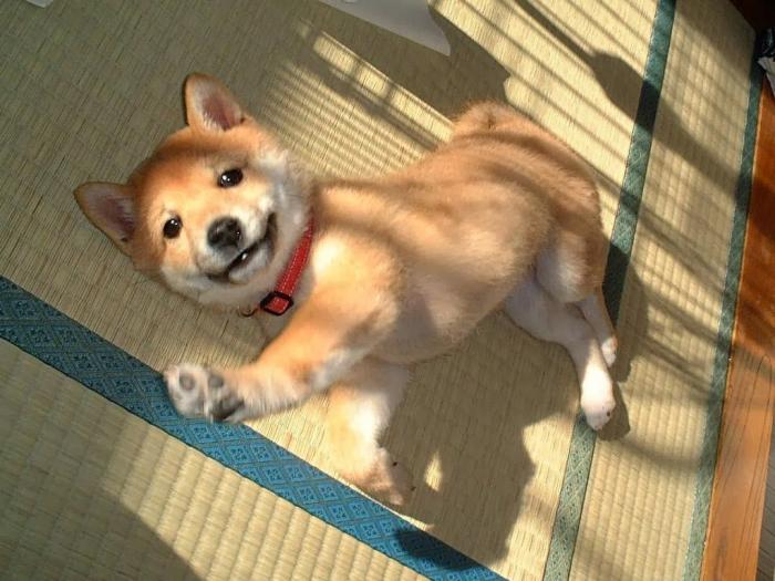 akita inu i šiba inu štenci besplatni mali oglasi