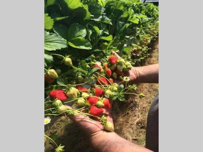 na prodaju sadnice jagode i maline besplatni mali oglasi