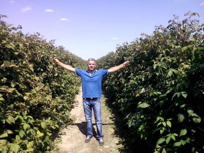 na prodaju sadnice jagode i maline besplatni mali oglasi