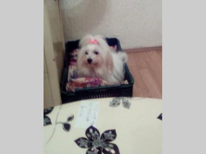 coton de tulear ženka od 4 godine besplatni mali oglasi
