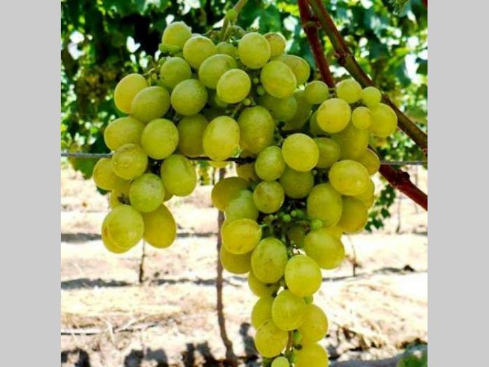 voćne sadnice i ložni kalemovi, prodaja povoljno besplatni mali oglasi