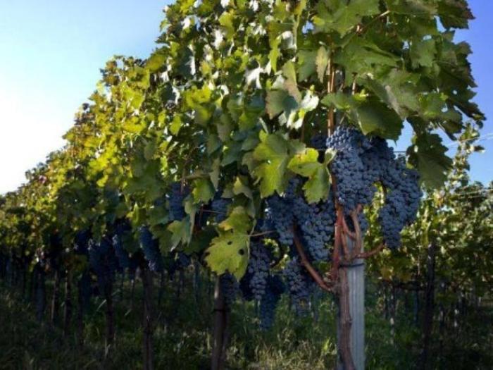voćne sadnice i ložni kalemovi, prodaja povoljno besplatni mali oglasi