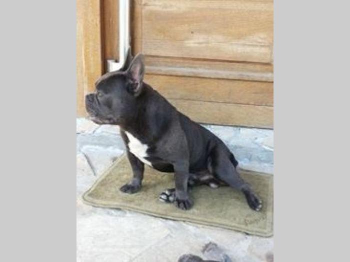 plavi francuski buldog besplatni mali oglasi