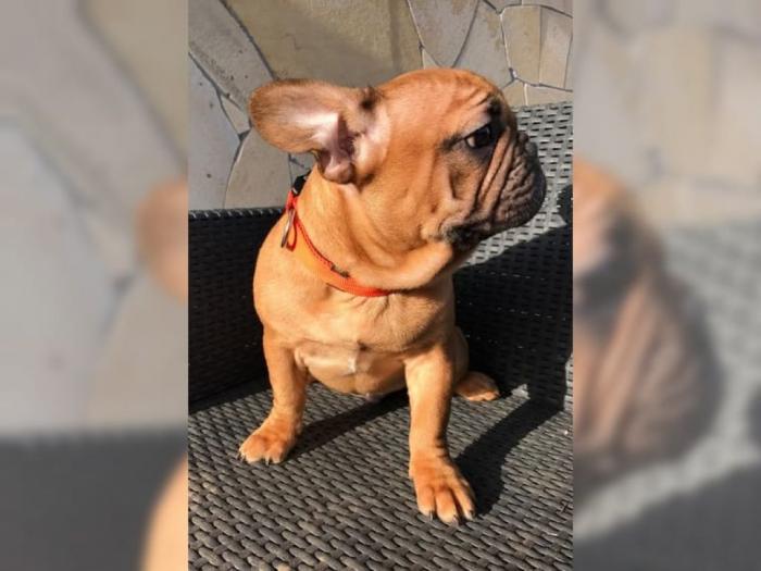 plavi francuski buldog besplatni mali oglasi