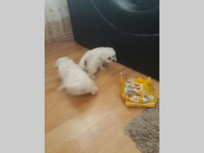 štenad kovrdžavog bišona besplatni mali oglasi
