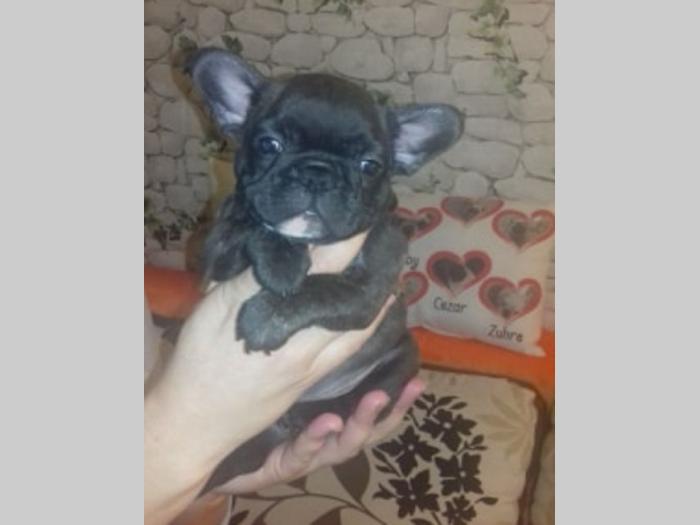 francuski buldog, spremni za novi dom besplatni mali oglasi