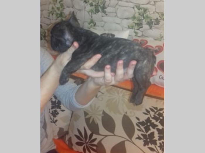 francuski buldog, spremni za novi dom besplatni mali oglasi