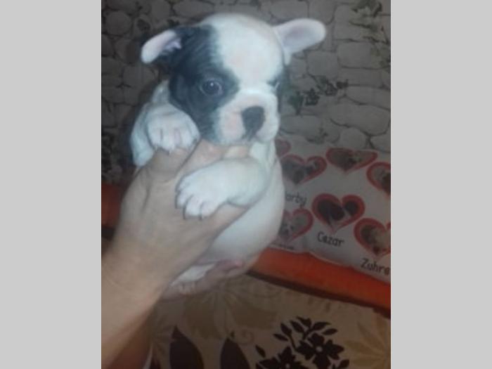 francuski buldog, spremni za novi dom besplatni mali oglasi