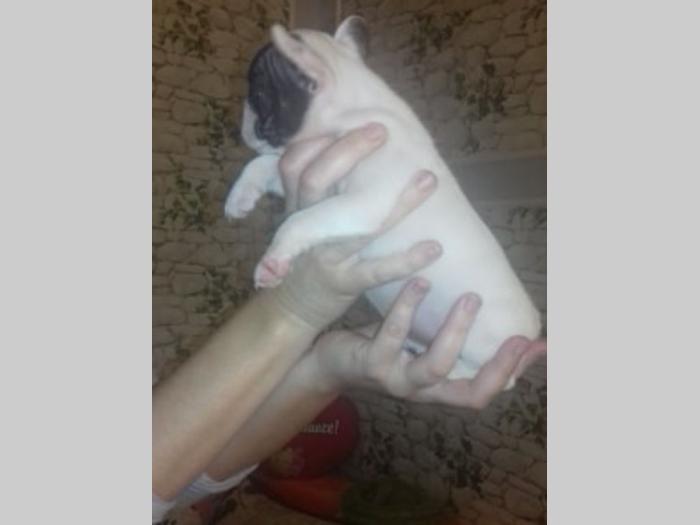 francuski buldog, spremni za novi dom besplatni mali oglasi