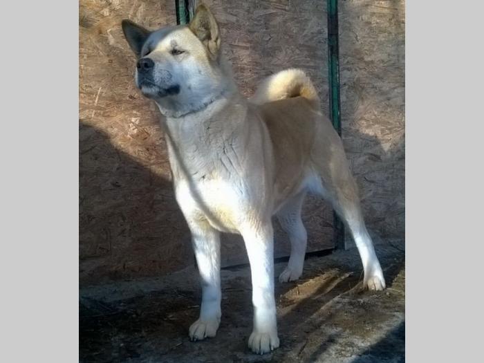 američka akita, zrela ženka besplatni mali oglasi