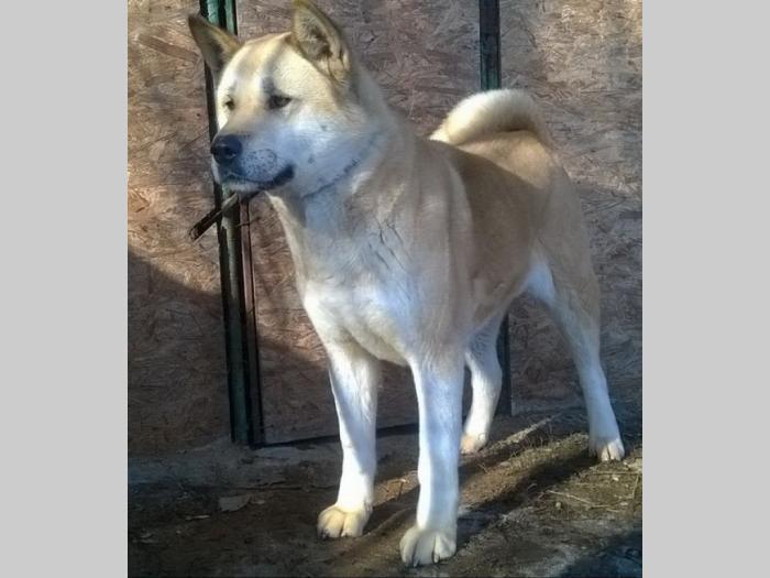 američka akita, zrela ženka besplatni mali oglasi