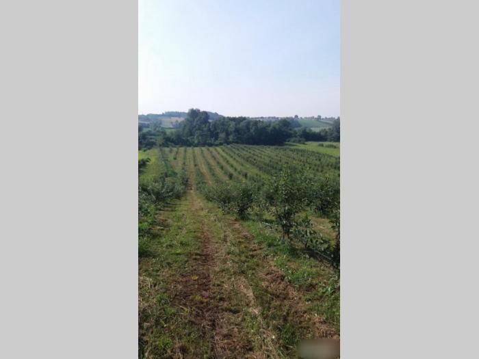 voćnjak u selu beljin besplatni mali oglasi