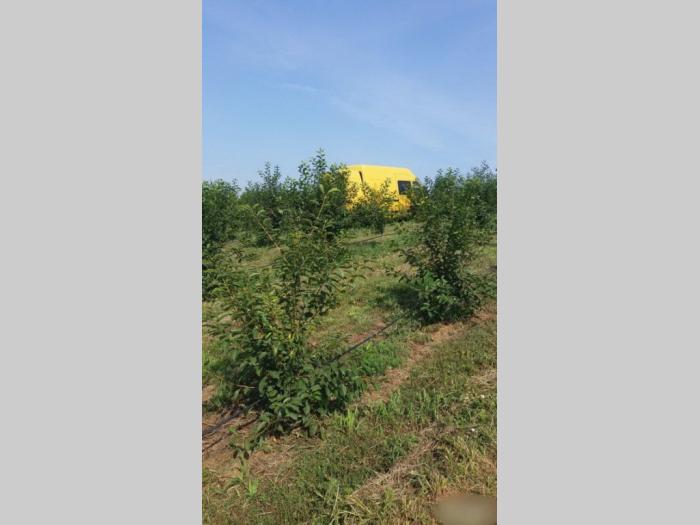 voćnjak u selu beljin besplatni mali oglasi