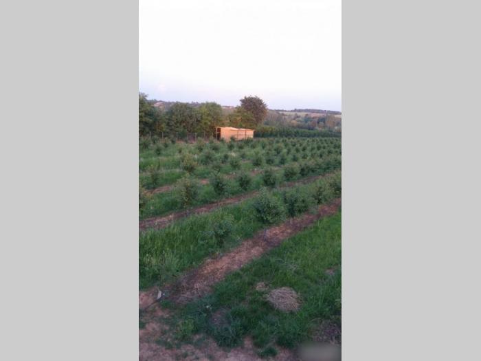 voćnjak u selu beljin besplatni mali oglasi