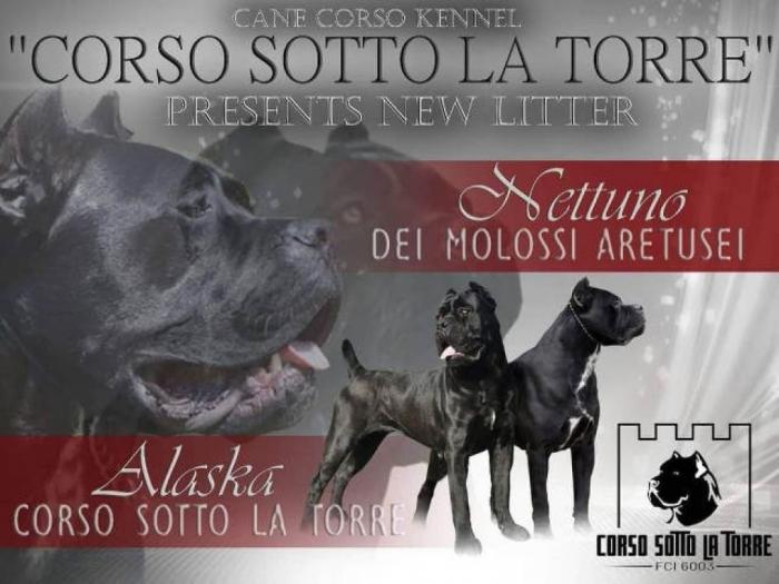 cane corso kvalitetnih krvnih linija besplatni mali oglasi