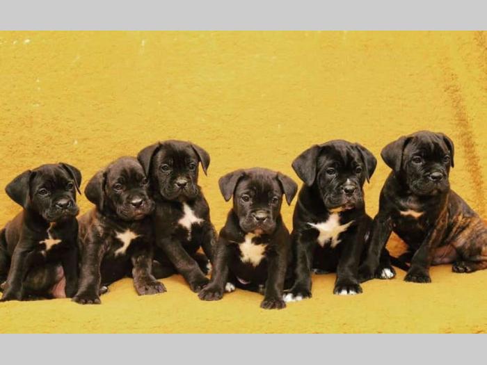 cane corso kvalitetnih krvnih linija besplatni mali oglasi