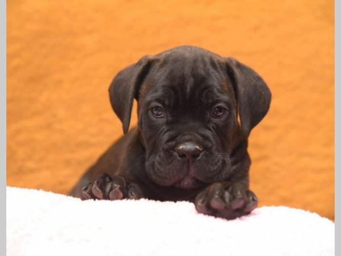 cane corso kvalitetnih krvnih linija besplatni mali oglasi