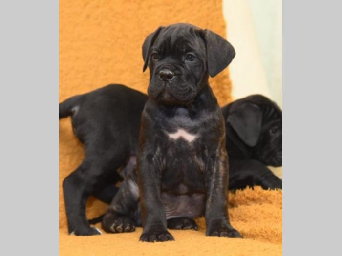 cane corso kvalitetnih krvnih linija besplatni mali oglasi