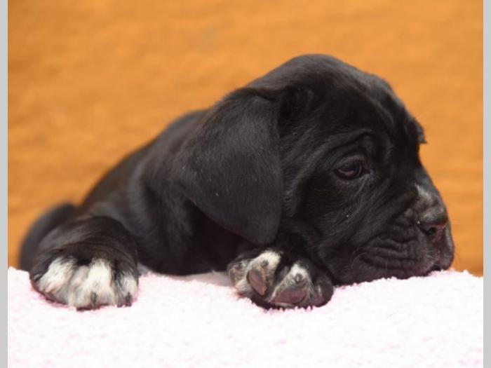 cane corso kvalitetnih krvnih linija besplatni mali oglasi