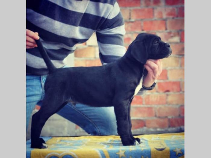 cane corso kvalitetnih krvnih linija besplatni mali oglasi