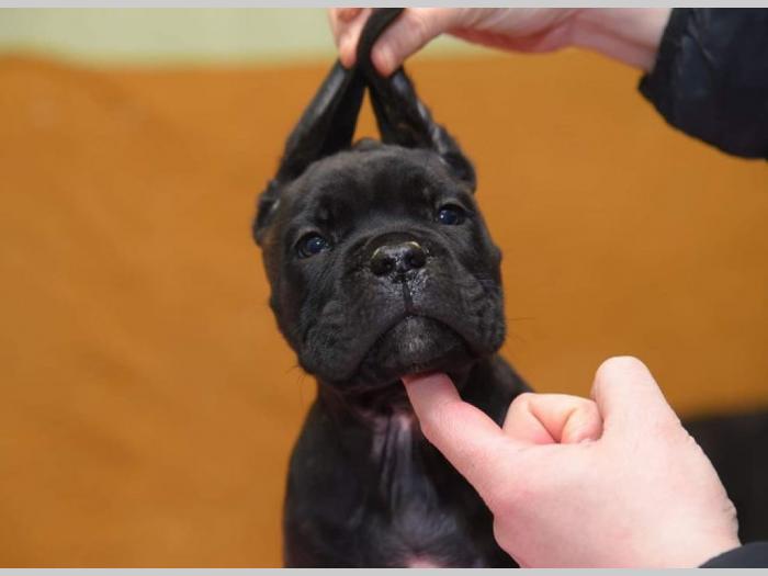cane corso kvalitetnih krvnih linija besplatni mali oglasi