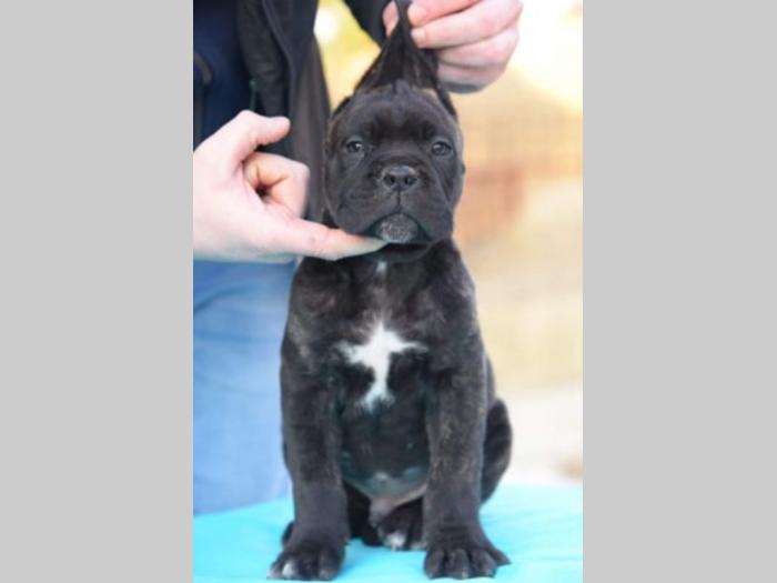 cane corso kvalitetnih krvnih linija besplatni mali oglasi