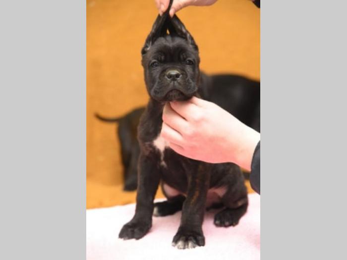 cane corso kvalitetnih krvnih linija besplatni mali oglasi