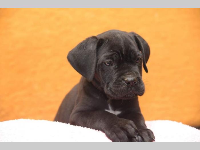 cane corso kvalitetnih krvnih linija besplatni mali oglasi