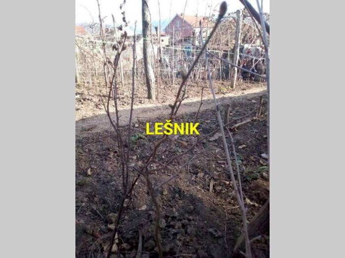 sadnice aronije, godzi, ribizle, lesnik, smokve, limun  besplatni mali oglasi