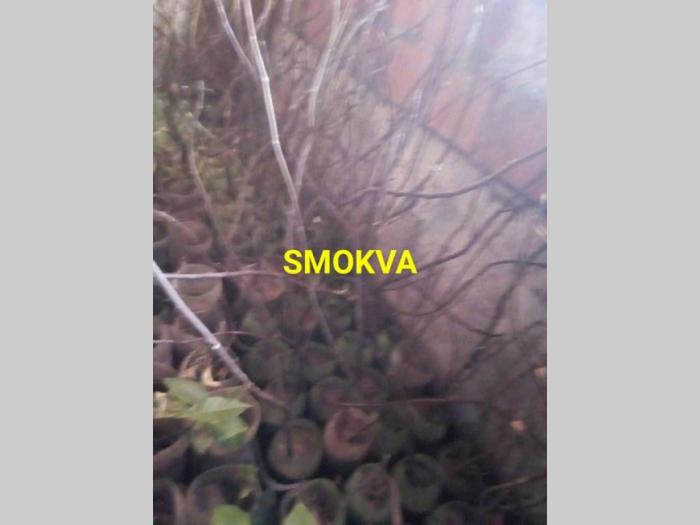 sadnice aronije, godzi, ribizle, lesnik, smokve, limun  besplatni mali oglasi