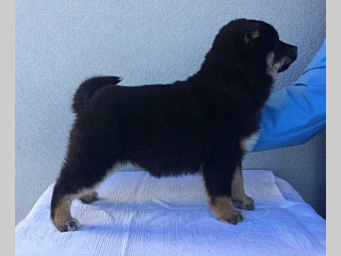 na prodaju prelepi štenci rase shiba inu besplatni mali oglasi