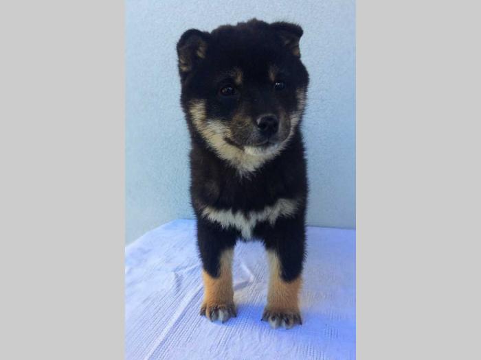 na prodaju prelepi štenci rase shiba inu besplatni mali oglasi