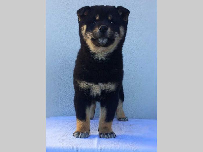na prodaju prelepi štenci rase shiba inu besplatni mali oglasi