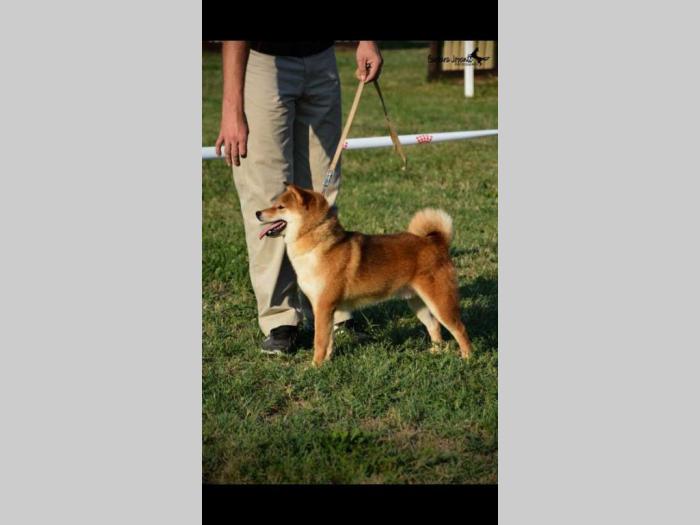 na prodaju prelepi štenci rase shiba inu besplatni mali oglasi