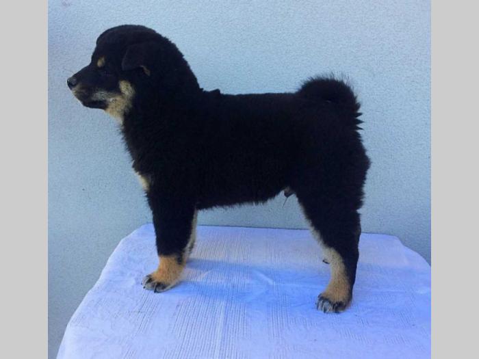 na prodaju prelepi štenci rase shiba inu besplatni mali oglasi