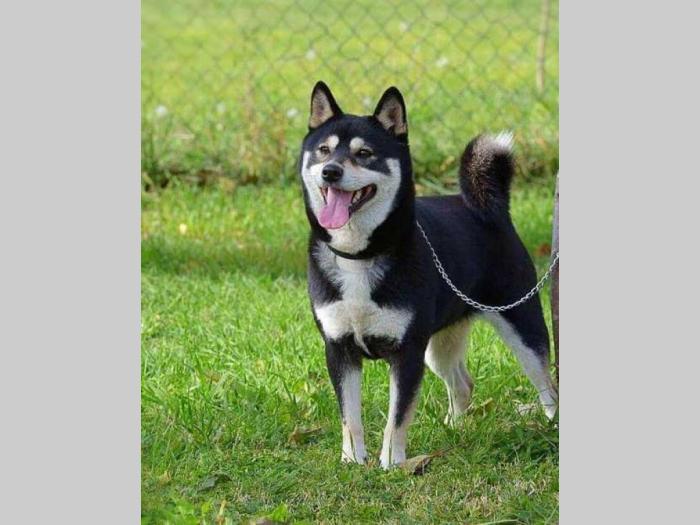 na prodaju prelepi štenci rase shiba inu besplatni mali oglasi