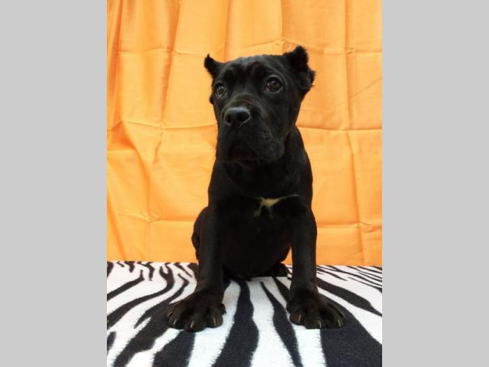 cane corso štenci šampionskog porekla besplatni mali oglasi