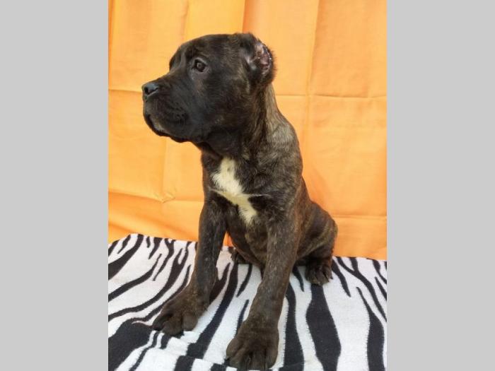 cane corso štenci šampionskog porekla besplatni mali oglasi