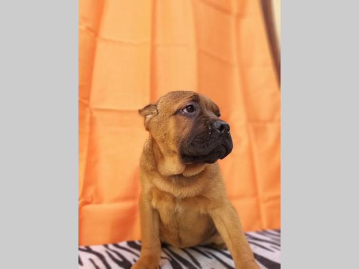 cane corso štenci šampionskog porekla besplatni mali oglasi