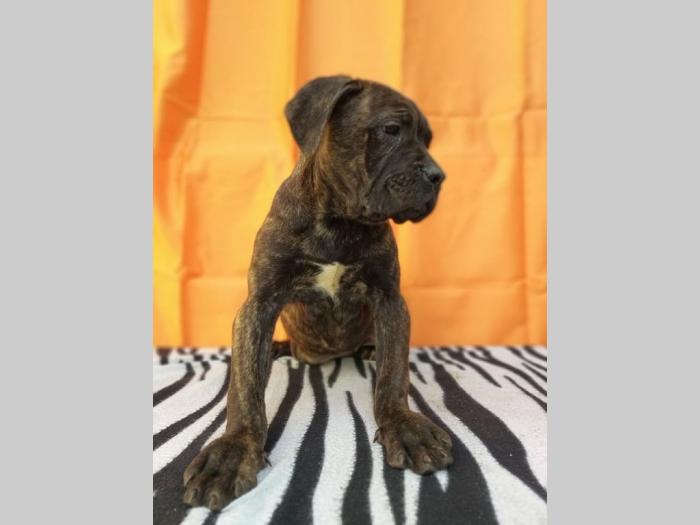 cane corso štenci šampionskog porekla besplatni mali oglasi