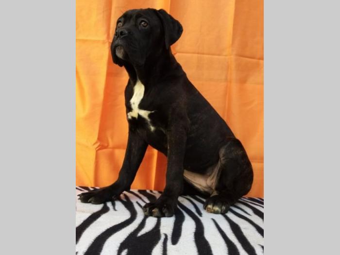 cane corso štenci šampionskog porekla besplatni mali oglasi