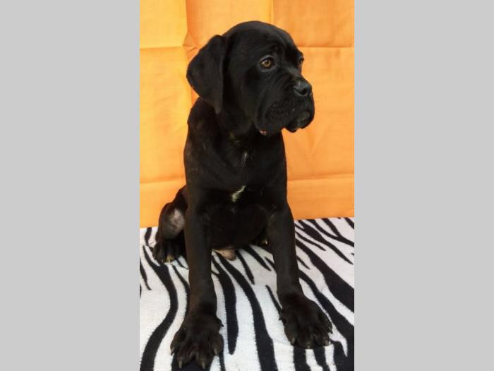 cane corso štenci šampionskog porekla besplatni mali oglasi