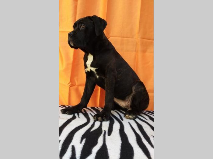 cane corso štenci šampionskog porekla besplatni mali oglasi