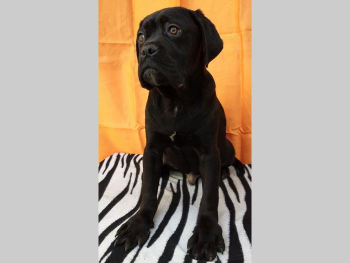 cane corso štenci šampionskog porekla besplatni mali oglasi