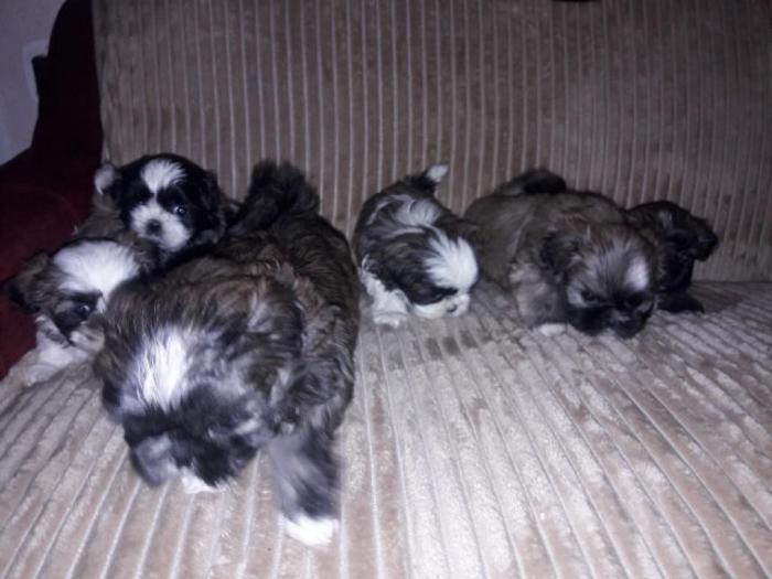 šicu (shihtzu) štenci izuzetnog kvaliteta besplatni mali oglasi