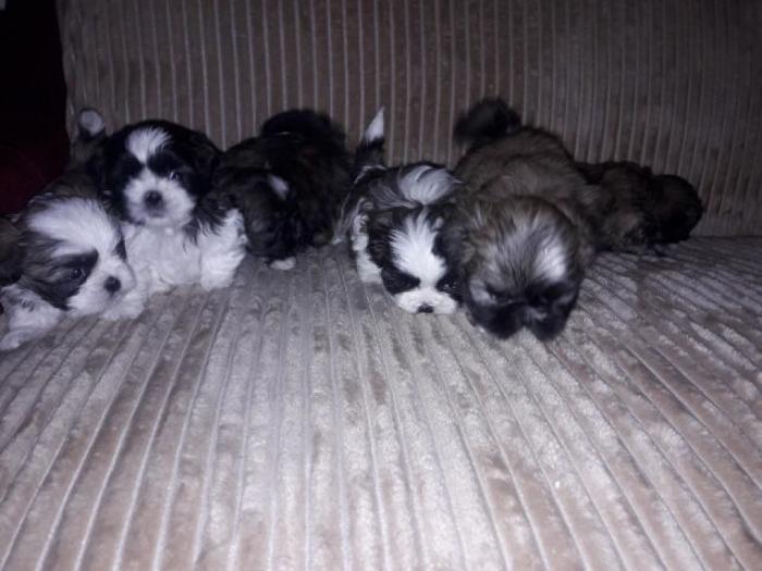 šicu (shihtzu) štenci izuzetnog kvaliteta besplatni mali oglasi